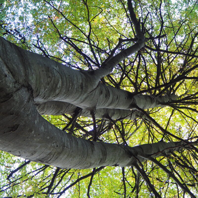 Psychological intervention in adults with ASI trauma