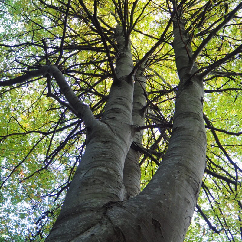 Intervenció psicològica en adults amb trauma per ASI