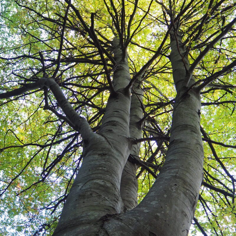 Intervención psicológica en adultos con trauma por ASI